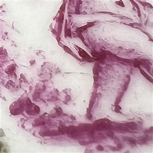 Ceramic button of cherub in purple and green colors.