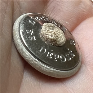 French fabric button of the South African flag.
