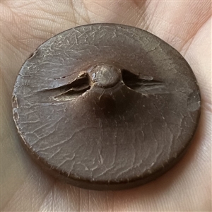 Gutta Percha button of cherub riding a dragon.