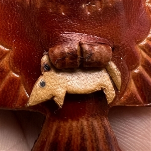 Owl with mouse in talons leather button.