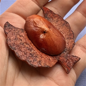 Owl with mouse in talons leather button.