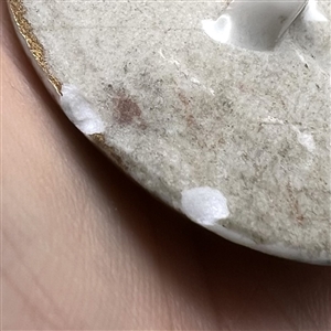 RARE 19th c. Porcelain “convex plate” shape button of couple.