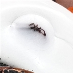 Studio glass button of a spider by Hoglin/Hogin (?)