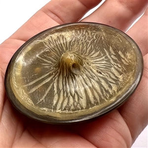 Extra large tortoise shell button with pastes.