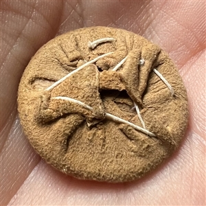 Painted silk garter button of an Asian man.