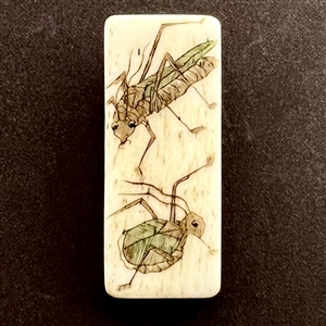 Rectangular bone button of insects.
