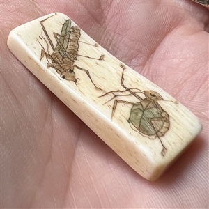 Rectangular bone button of insects.