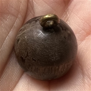 Embossed leather on wood button of a dog. 