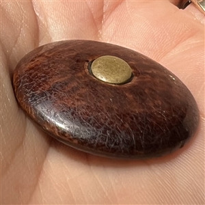 A 19th c. “Norwalk” pottery button.. 