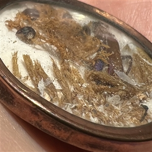 An 18th c. Habitat button of real bug and plants.