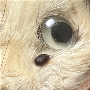 Studio button of “Ermine” with real ermine fur by Chris Shreve.
