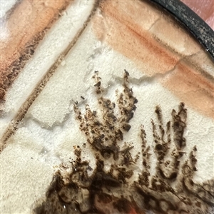 An 18th c. painting of foliage button.