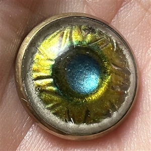 Glass in metal “peacock eye” button.