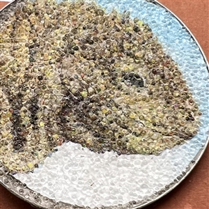 Studio button of a gila monster.