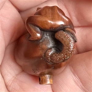 Boxwood button of tiny frog on poppy pod.