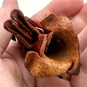 Large realistic leather button of a dog.