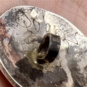 Native American Zuni silver button with gemstone inlay of a cardinal.