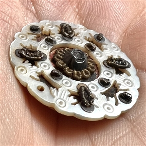 RARE and FABULOUS 18th c. Incised pearl button with passementerie bugs and flower (?) center.