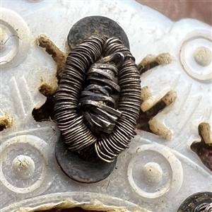 RARE and FABULOUS 18th c. Incised pearl button with passementerie bugs and flower (?) center.