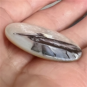 Painted shell studio button of a pelican by Clair Scott. 