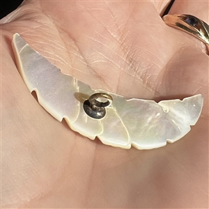 Div I. carved pearl button of realistic feather. 
