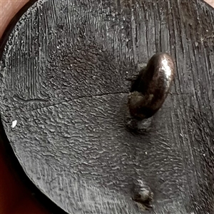 Horn button of Jenny Lind  “The Swedish Nightingale.