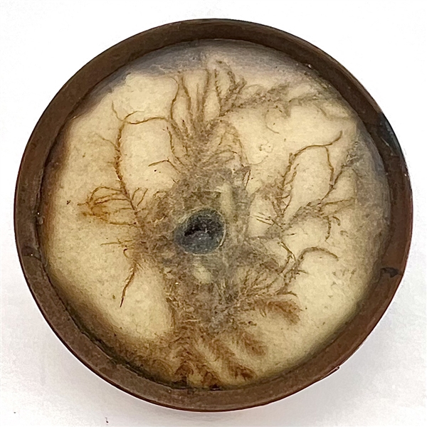 An 18th c. Habitat button with real bug and plant life.