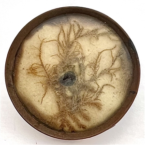 An 18th c. Habitat button with real bug and plant life.