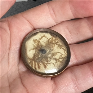 An 18th c. Habitat button with real bug and plant life.
