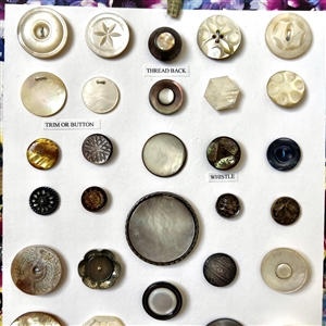 Card of thirty six shell buttons. 