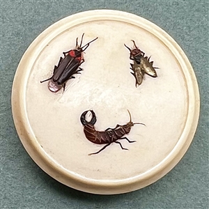 Older curved needle shibayama button of bugs.