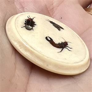 Older curved needle shibayama button of bugs.