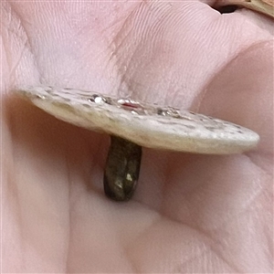 An 18th c. pearl with star motif, pastes and red paste center.