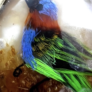 Bird button with real bird feathers over pearl under glass set in metal. 