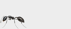 ant button